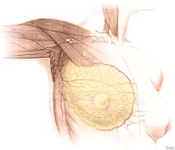 anatomia2