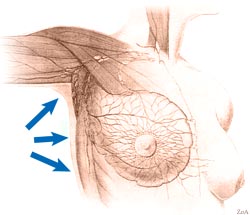 anatomia3