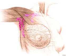 anatomia4